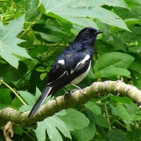 Le vere minacce dell’Australia: non sono coccodrilli o&nbsp;serpenti