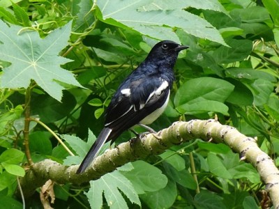 Le vere minacce dell’Australia: non sono coccodrilli o&nbsp;serpenti